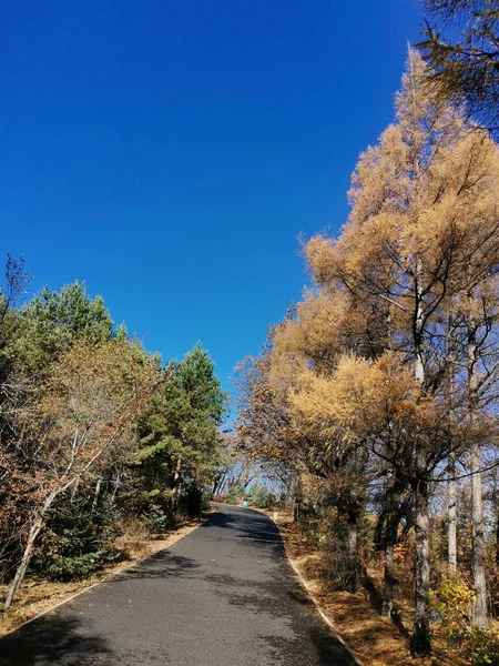 beautiful landscape with trees and green leaves