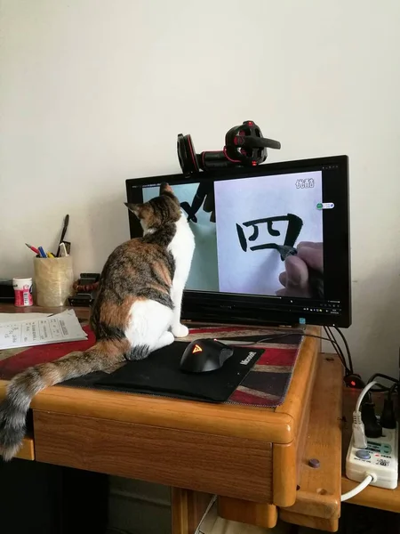 cat sitting on the table with a laptop and a toy dog