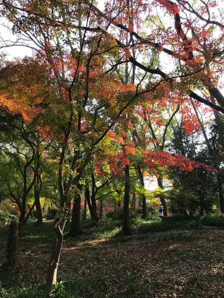 stock image autumn leaves, fall season flora