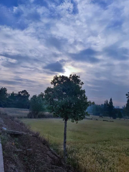 beautiful landscape with a tree and a field of trees