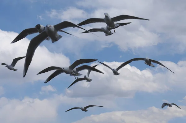 a flock of birds flying in the sky