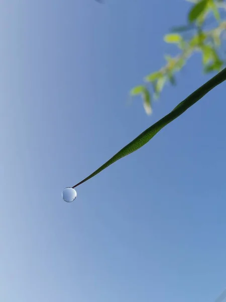 green leaves on the blue sky