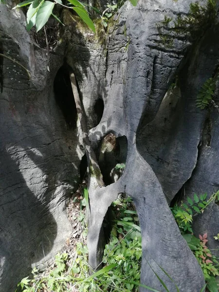 tree roots in the forest