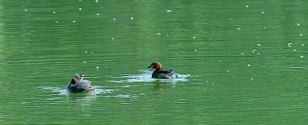 beautiful duck swimming in the lake