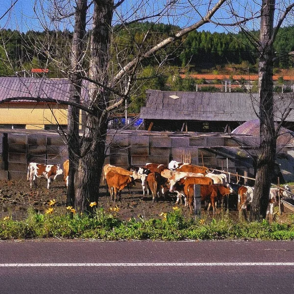 a herd of cows in the village
