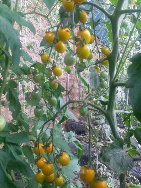 green tomatoes on a tree
