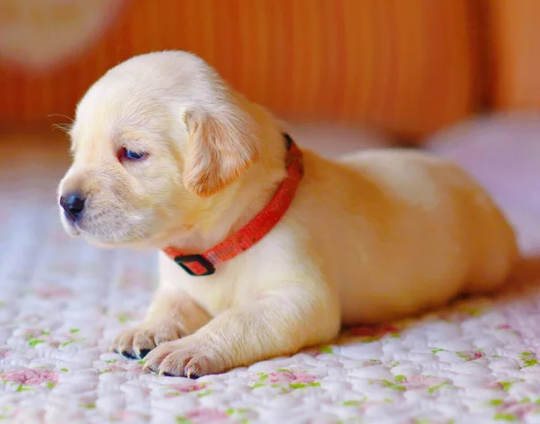 cute little puppy on the floor