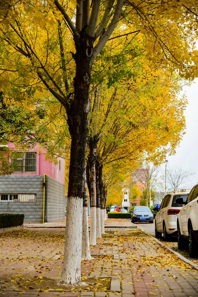 autumn park in the city