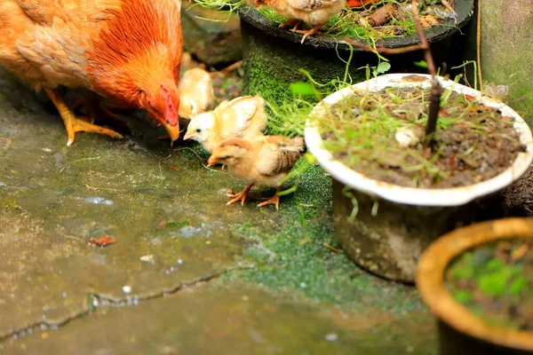 a small bird in the garden