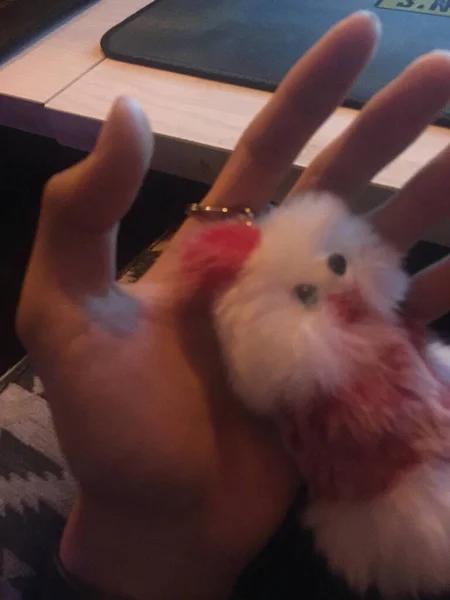 rabbit in the hands of a cat