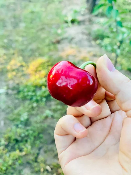 red and white hand holding a green apple