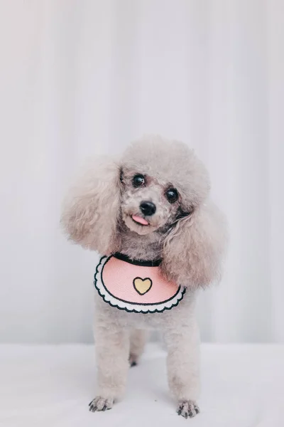 cute dog with pink bow tie on white background