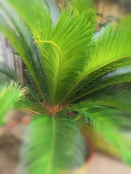 green leaves of a palm tree