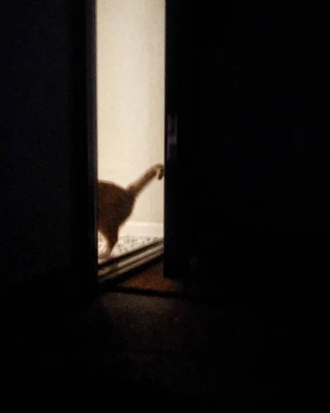 silhouette of a cat on the window