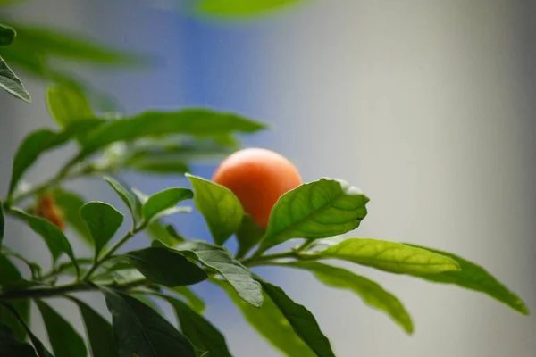 close up of a yellow and orange fruits on a branch