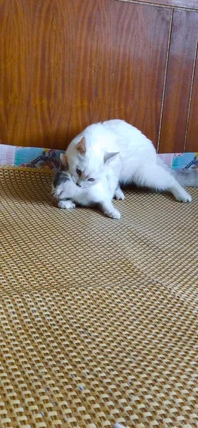 cat sleeping on the floor