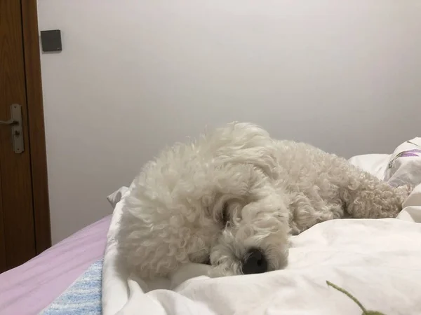 cute white fluffy dog sleeping on bed