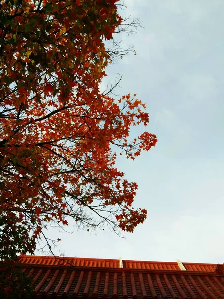 beautiful red leaves on the roof of the house