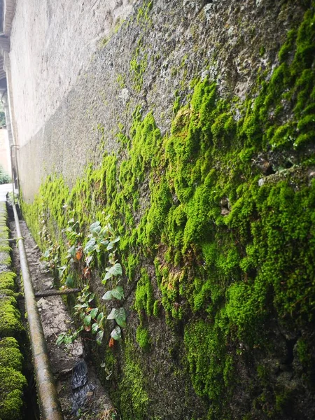 green moss on the wall