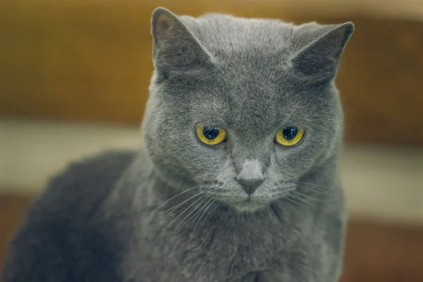 Gatto triste in caffè — Foto Stock