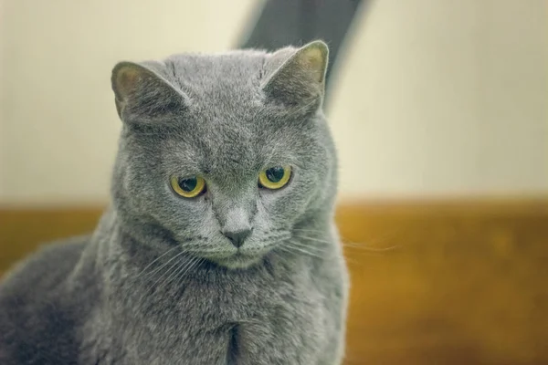 Sad kat in café — Stockfoto