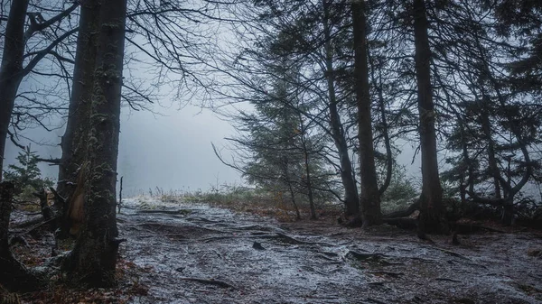 Beauty nature forest landscape — Stock Photo, Image