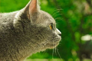 sevimli İngiliz kedi