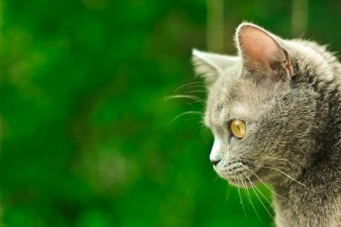 sevimli İngiliz kedi