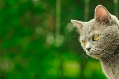 sevimli İngiliz kedi