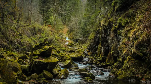 Bellezza natura foresta paesaggio — Foto Stock