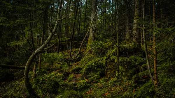 Beauty nature forest landscape — Stock Photo, Image