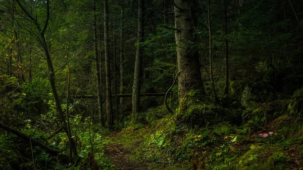 Schoonheid natuur boslandschap — Stockfoto