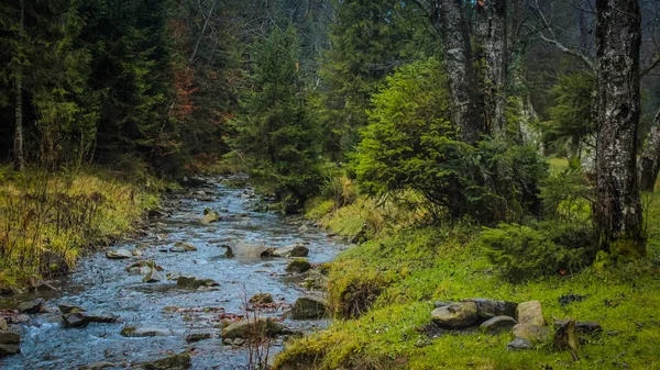 Güzellik doğa orman manzara — Stok fotoğraf