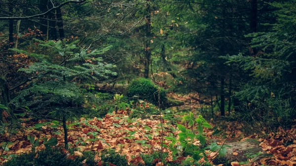 美容自然森林風景 — ストック写真