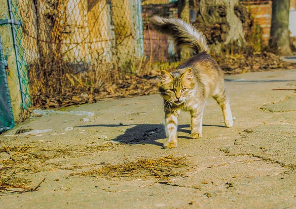 Gato tabby na rua — Fotografia de Stock