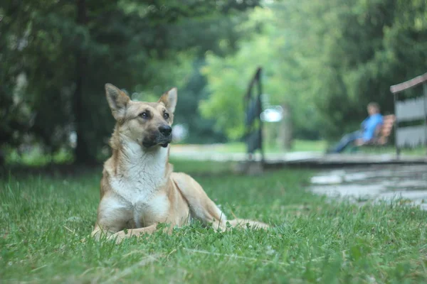 公園で犬を落ち着かせる — ストック写真