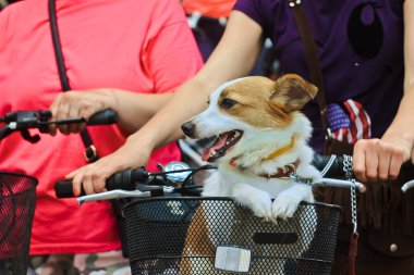 Komik köpek pet döngüsü Tarih