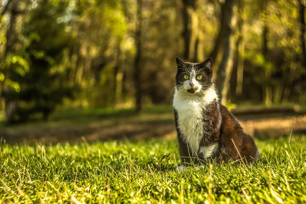 Schöne Katze posiert auf grünem Rasen — Stockfoto