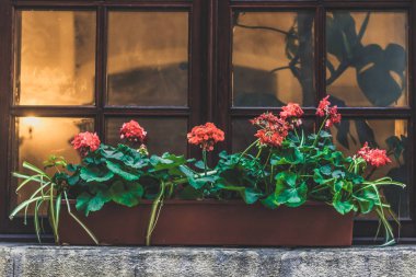 Kırmızı çiçek om pencere arka plan