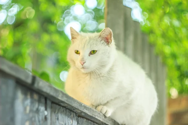 Niedliche weiße Katze sitzt auf dem Zaun — Stockfoto