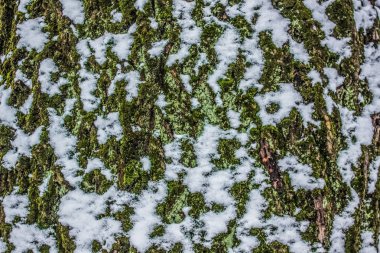 arka plan doku doğa