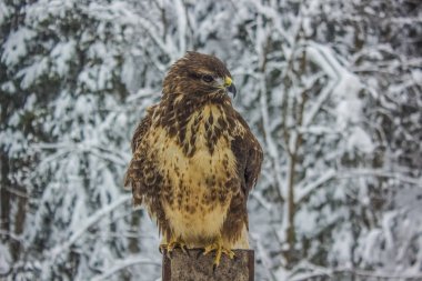 Vahşi kartal portre Kış Doğa manzara arka plan üzerinde kapatın