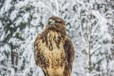 Vahşi kartal portre Kış Doğa manzara arka plan üzerinde kapatın