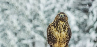 Vahşi kartal portre Kış Doğa manzara arka plan üzerinde kapatın