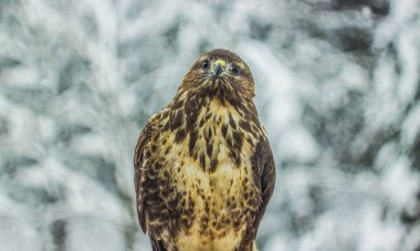 Vahşi yakın kartal portre üzerinde beyaz kış arka plan manzara