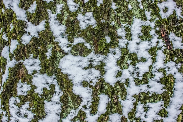 Natur Abstrakt Hintergrund Textur — Stockfoto