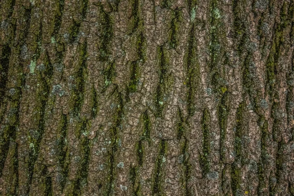 Natur Abstrakt Bakgrund Konsistens — Stockfoto