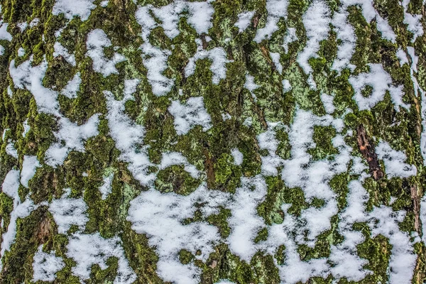 Textura Pozadí Abstraktní Příroda — Stock fotografie