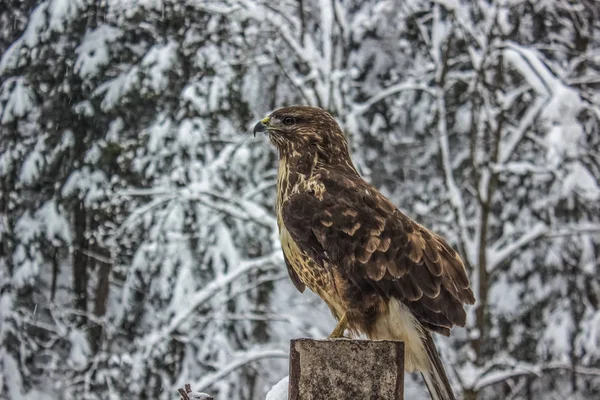 Aigle Sauvage Portrait Rapproché Sur Fond Paysage Nature Hiver — Photo