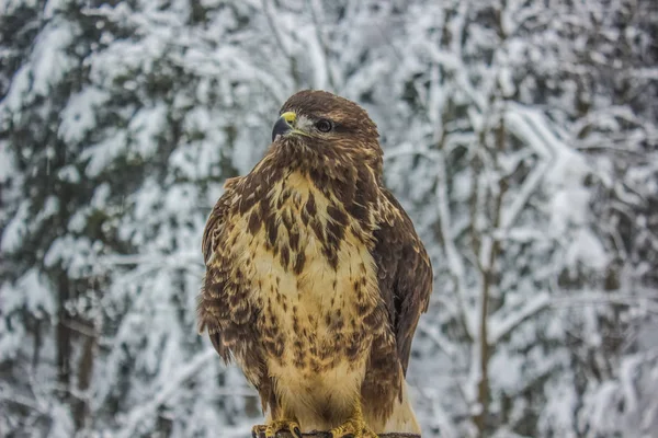 冬季自然景观背景下的野鹰近画像 — 图库照片